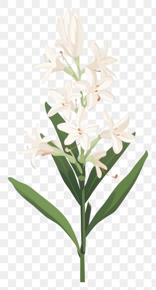 PNG Tuberose blossom flower plant. AI generated Image by rawpixel.
