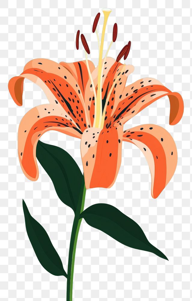 PNG Tiger lily flower plant inflorescence. AI generated Image by rawpixel.