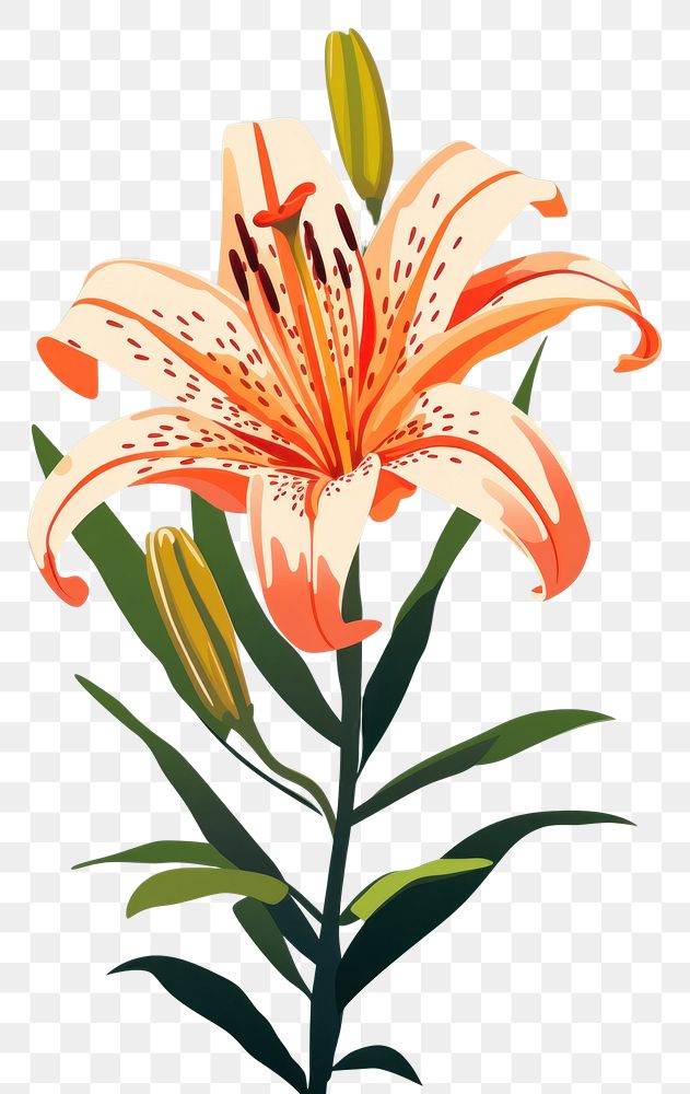 PNG Tiger lily flower plant inflorescence. AI generated Image by rawpixel.