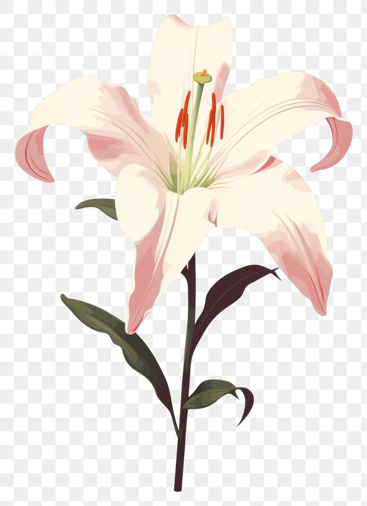 PNG Lily blossom flower plant. AI generated Image by rawpixel.