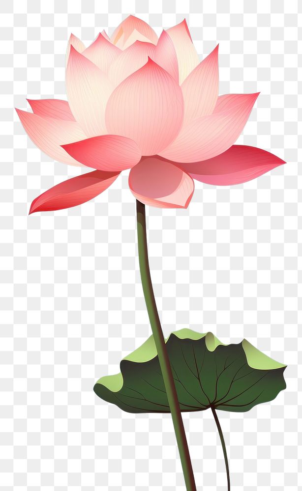 PNG Lotus flower plant lily. AI generated Image by rawpixel.