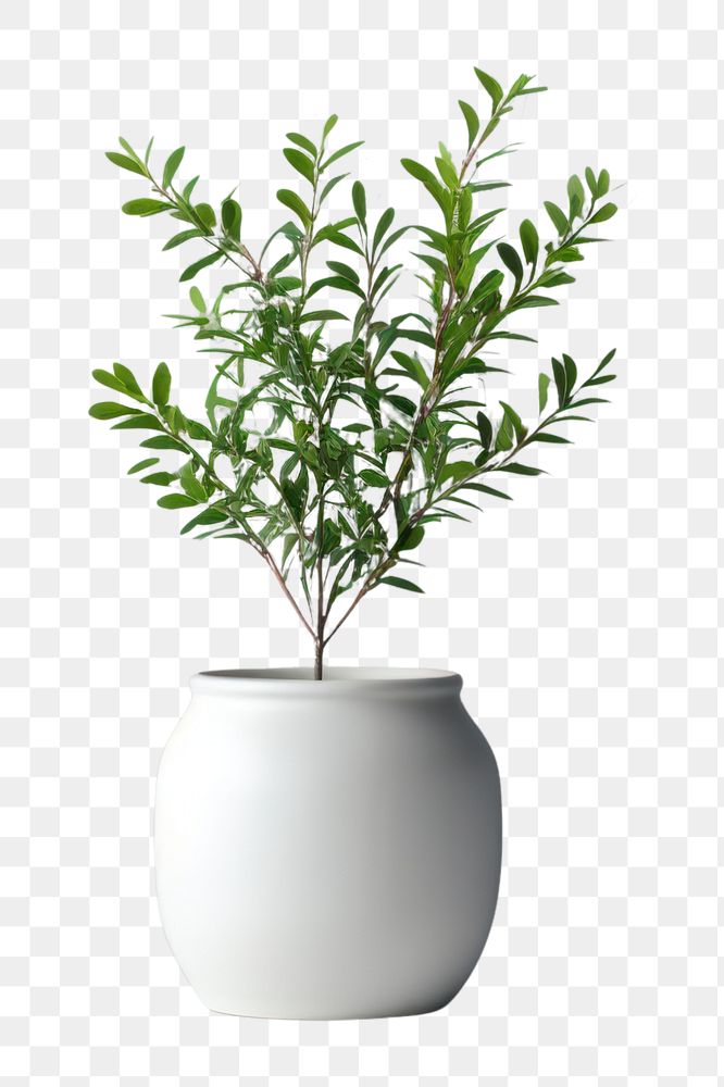 PNG Ceramic pot plant windowsill vase wall. AI generated Image by rawpixel.