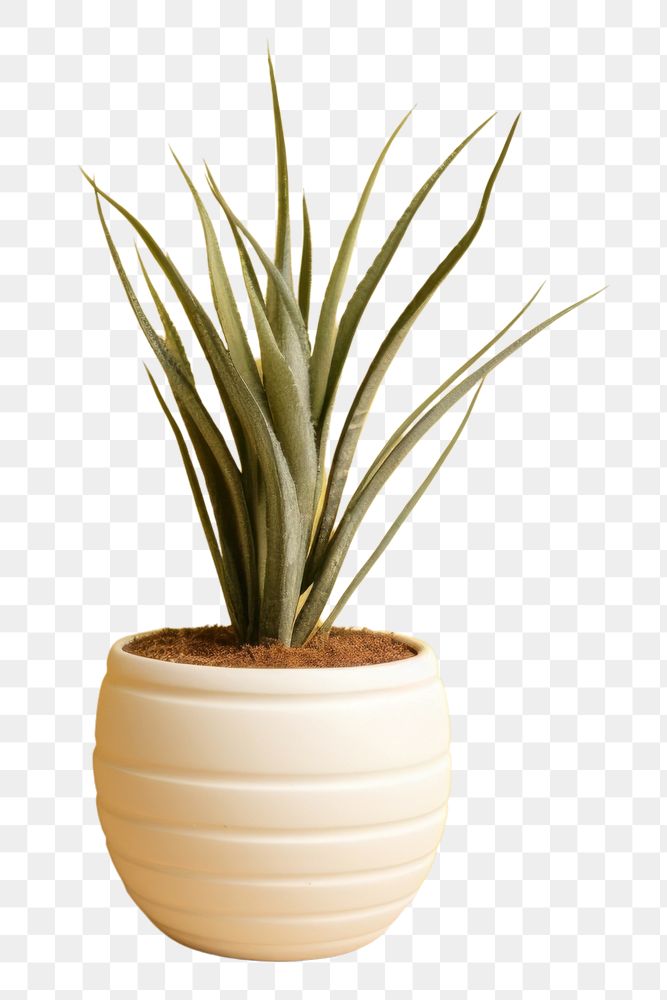 PNG Ceramic pot plant wall houseplant decoration. 