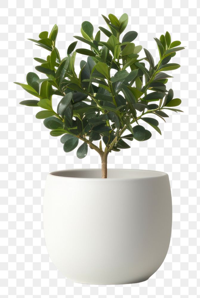PNG Cute ceramic pot plant bonsai vase leaf. AI generated Image by rawpixel.