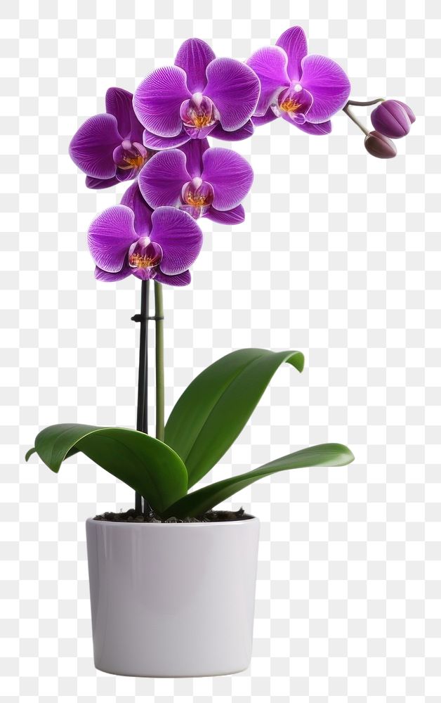 PNG Purple Orchid in pot plant orchid flower inflorescence. AI generated Image by rawpixel.