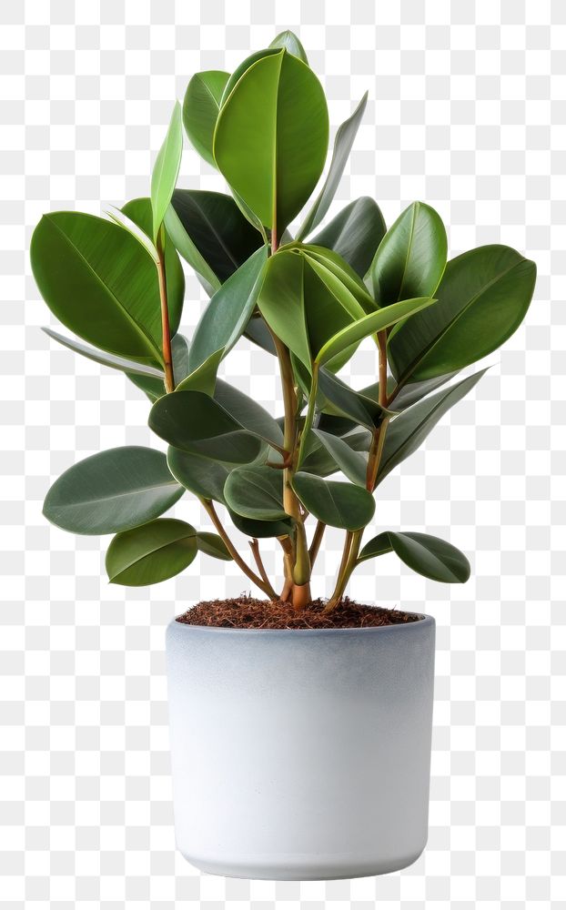 PNG Rubber Plant in pot plant leaf wall houseplant. AI generated Image by rawpixel.