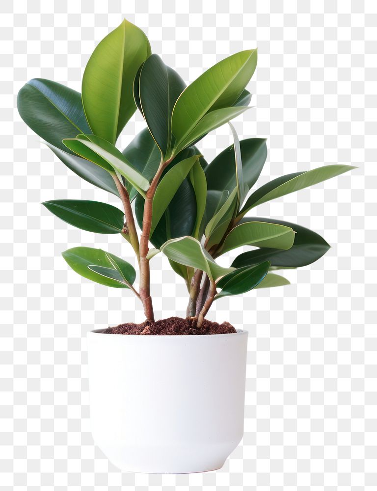 PNG Rubber Plant pot plant | Premium PNG - rawpixel