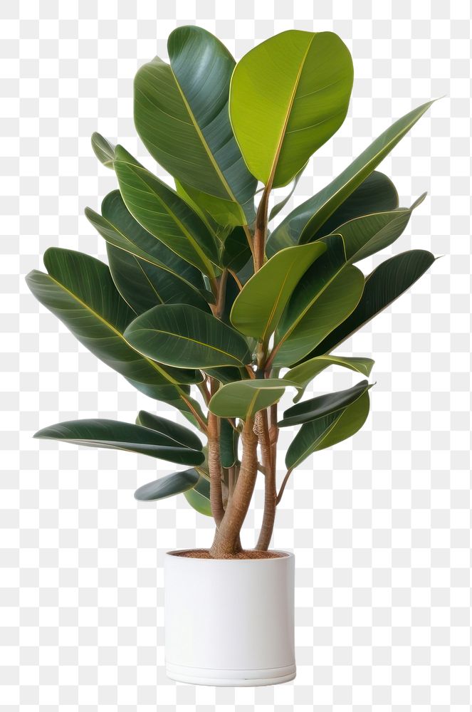 PNG Rubber Plant in pot plant leaf wall houseplant