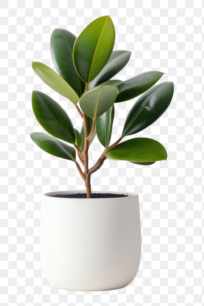 PNG Rubber Plant in pot plant leaf vase houseplant. AI generated Image by rawpixel.