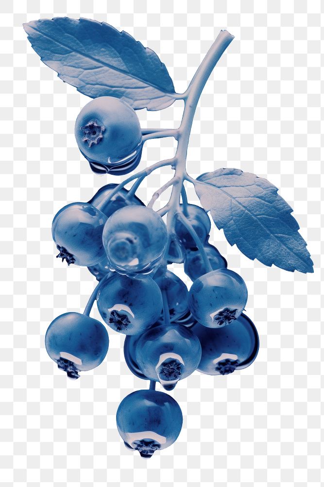 PNG Blueberry plant fruit chandelier. AI generated Image by rawpixel.