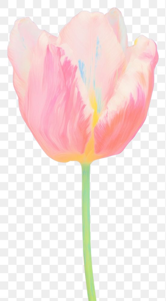 PNG Tulip flower painting blossom petal. AI generated Image by rawpixel.