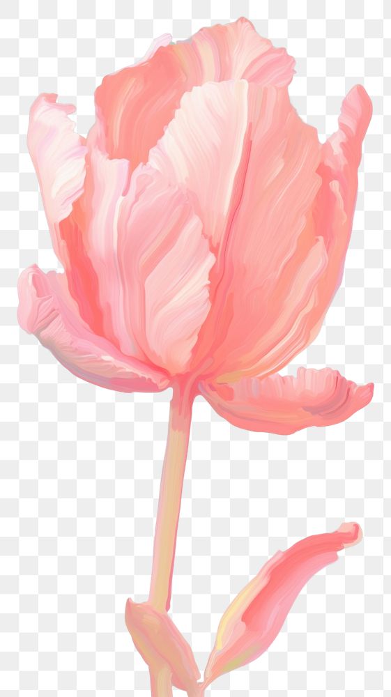 PNG Tulip flower blossom petal plant. AI generated Image by rawpixel.