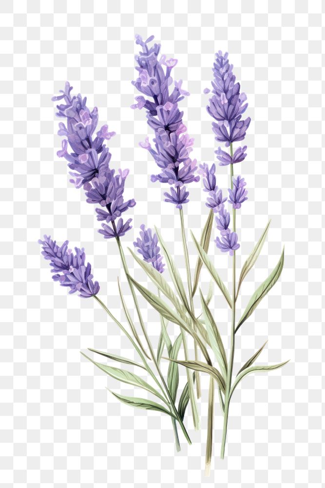 PNG Lavender blossom flower plant. AI generated Image by rawpixel.