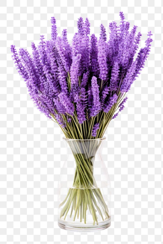 PNG Lavender flower plant glass. AI generated Image by rawpixel.
