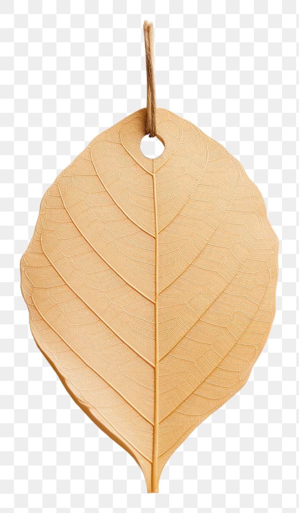 PNG Price tag paper label leaf shape plant white background accessories. 