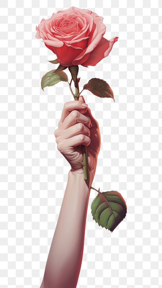 PNG  Illustration of hand hold rose flower plant inflorescence. AI generated Image by rawpixel.