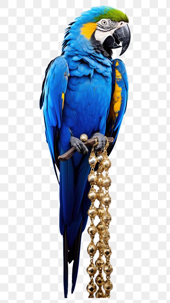 PNG Macaw animal parrot bird. AI generated Image by rawpixel.
