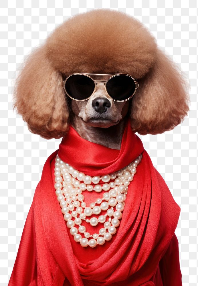 PNG Poodle animal pet accessories. AI generated Image by rawpixel.