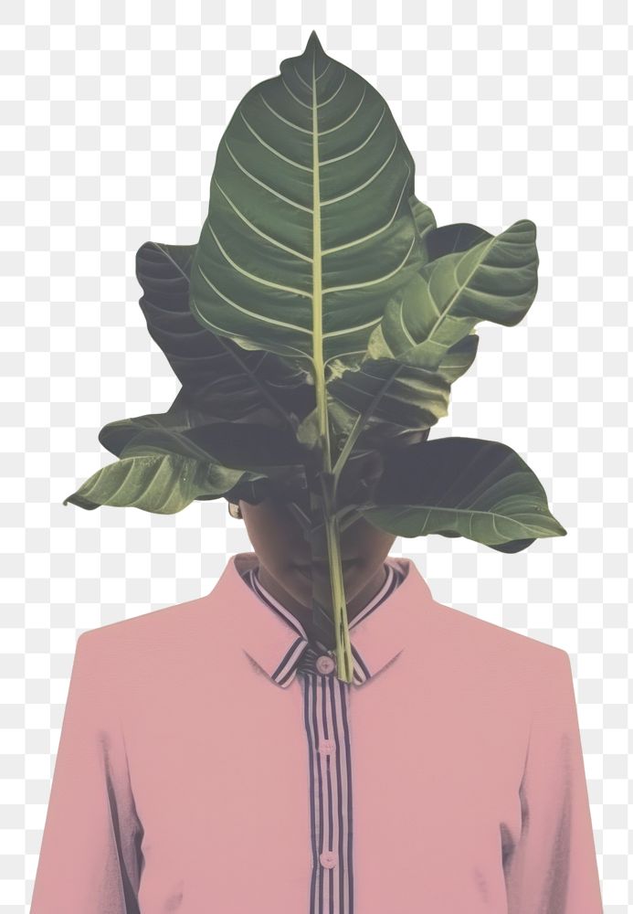PNG Botanical plant leaf standing. AI generated Image by rawpixel.