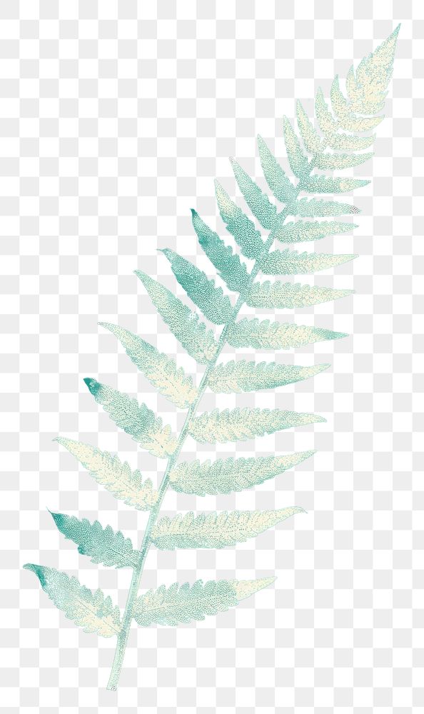 PNG Fern plant leaf pattern. AI generated Image by rawpixel.