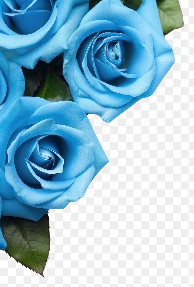 PNG Blue rose backgrounds flower petal. AI generated Image by rawpixel.