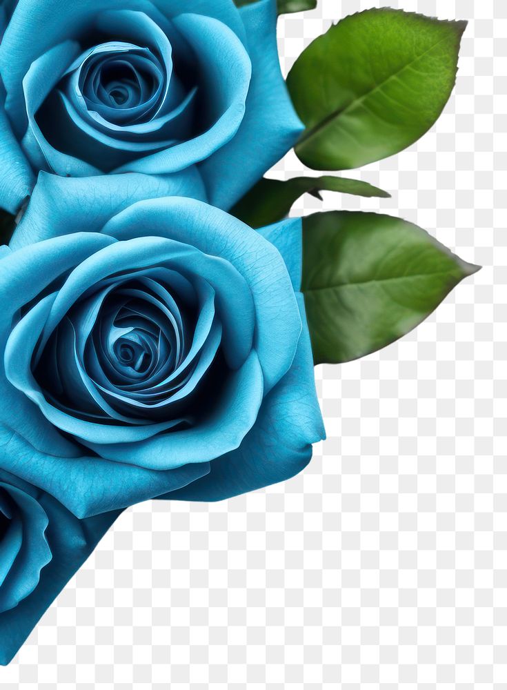 PNG Blue rose flower plant white background. AI generated Image by rawpixel.