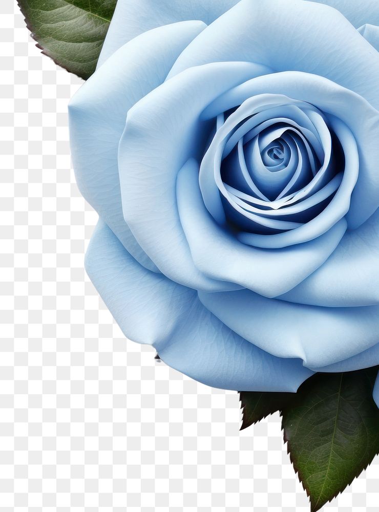 PNG Blue rose flower petal plant. AI generated Image by rawpixel.