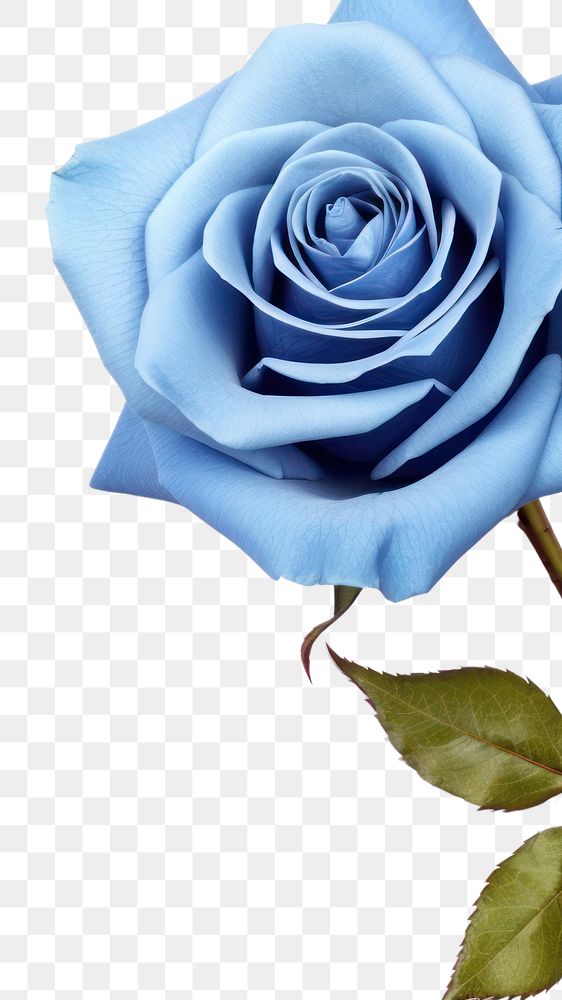 PNG Blue rose flower plant white background. AI generated Image by rawpixel.