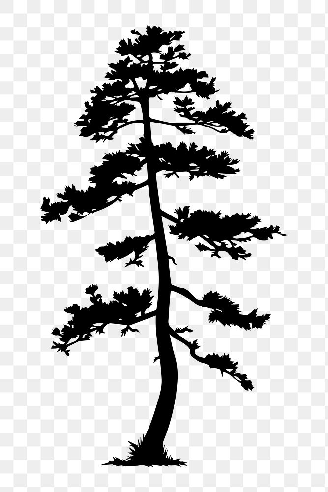 PNG  Pine tree silhouette plant white background.