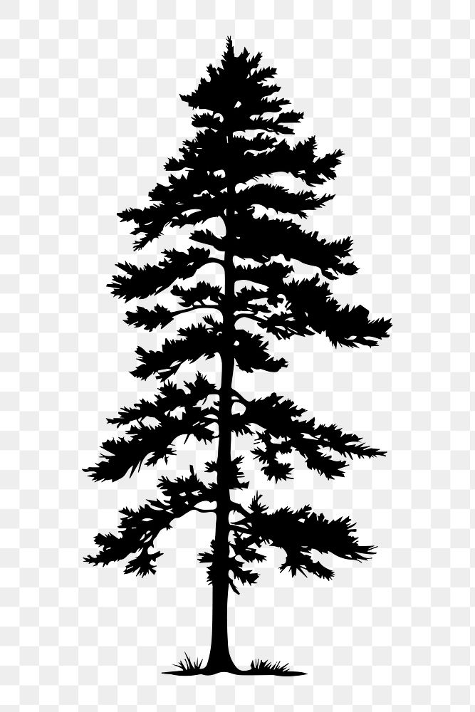 PNG  Pine tree silhouette plant white.