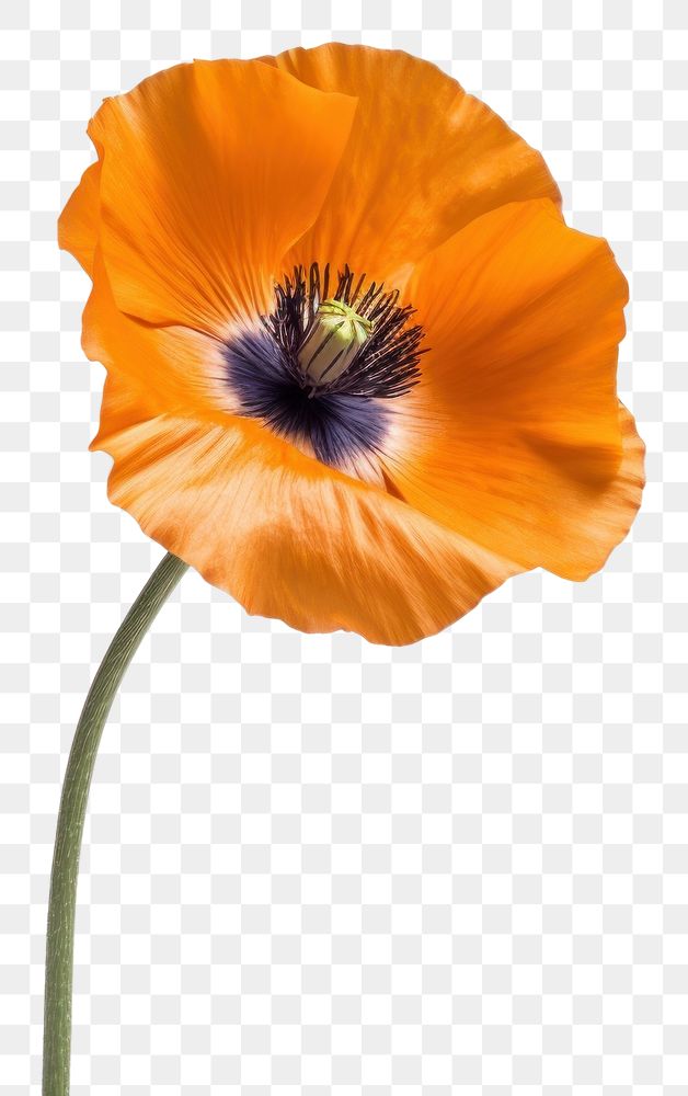 PNG Orange poppy flower plant white background inflorescence. AI generated Image by rawpixel.