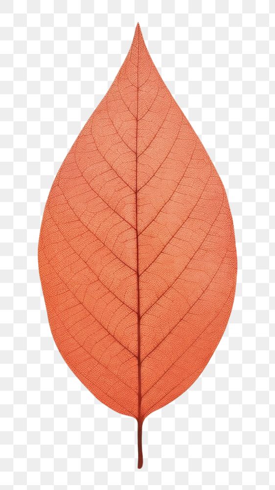 PNG Autumn leaves plant petal leaf. AI generated Image by rawpixel.