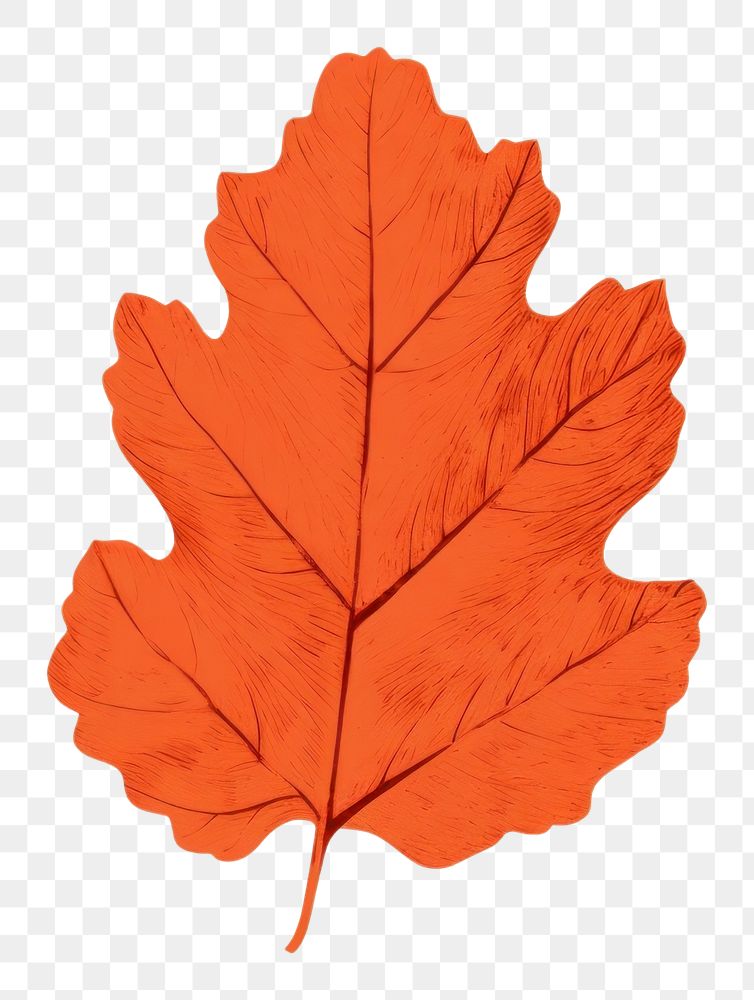 PNG Autumn leaf oak maple plant paper. AI generated Image by rawpixel.