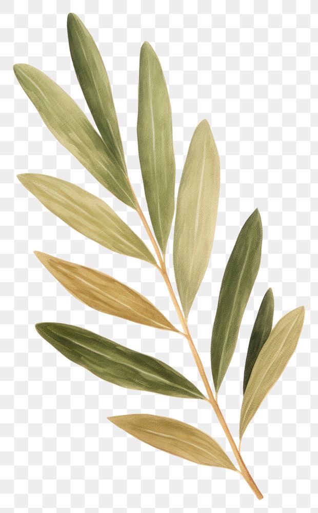 PNG A single olive leaf plant herbs tree. AI generated Image by rawpixel.