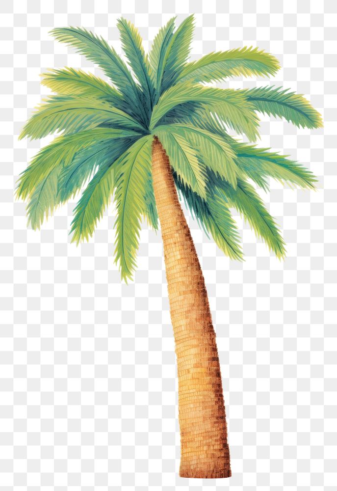 PNG A palm tree plant white background arecaceae. AI generated Image by rawpixel.