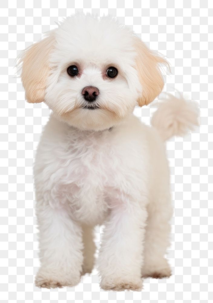 PNG Bichon dog animal mammal puppy. AI generated Image by rawpixel.