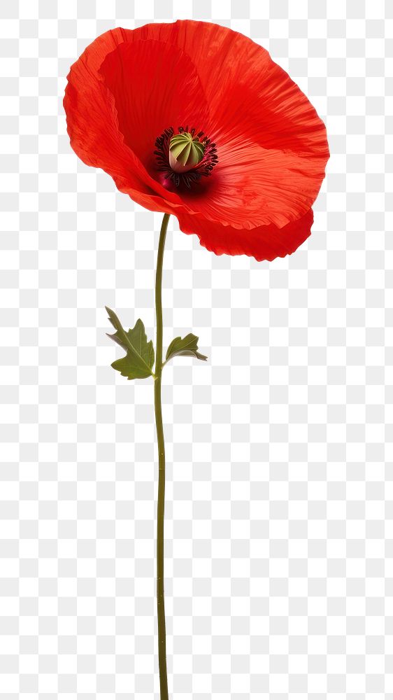 PNG Poppy flower plant nature. AI generated Image by rawpixel.
