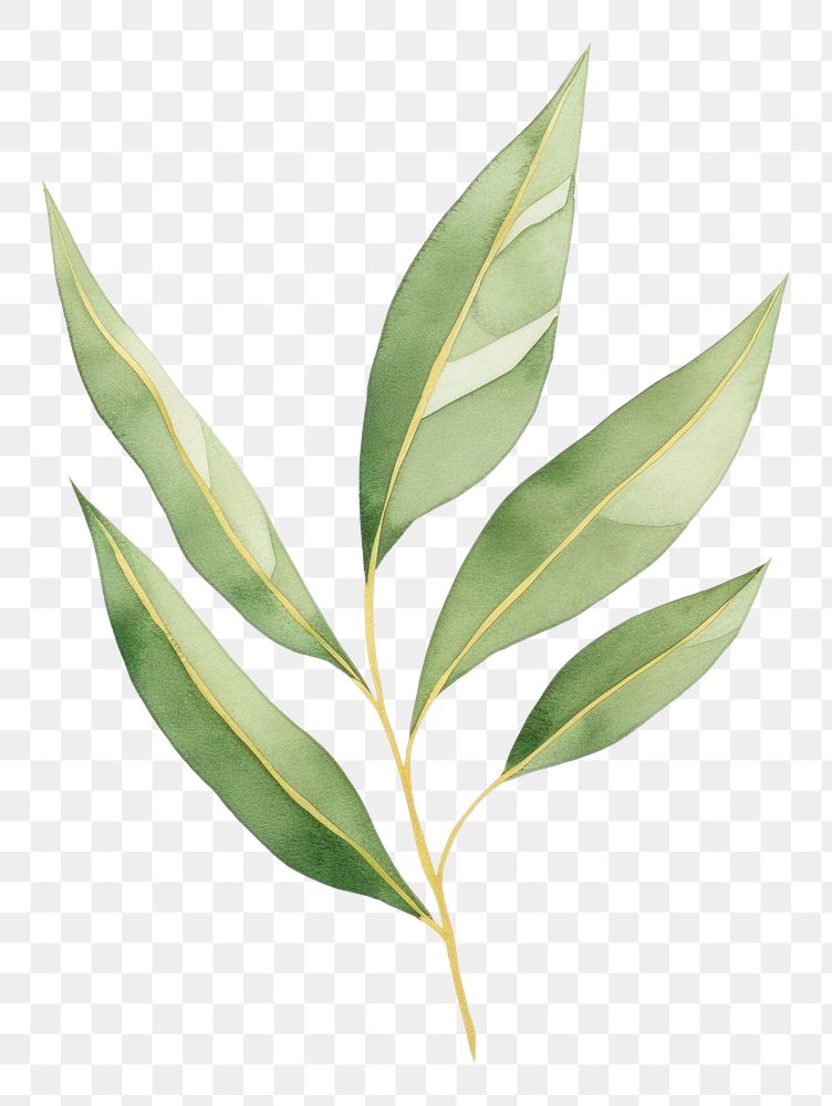 PNG Green leaves plant leaf drawing. AI generated Image by rawpixel.