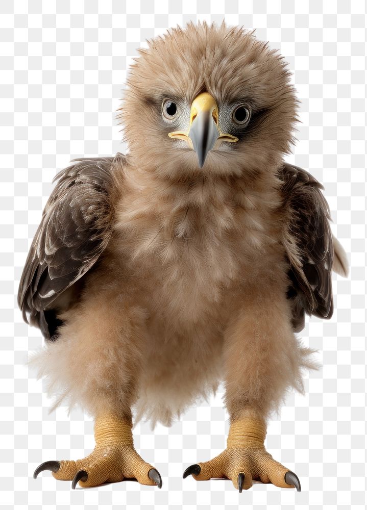 PNG Wildlife portrait perching buzzard. 