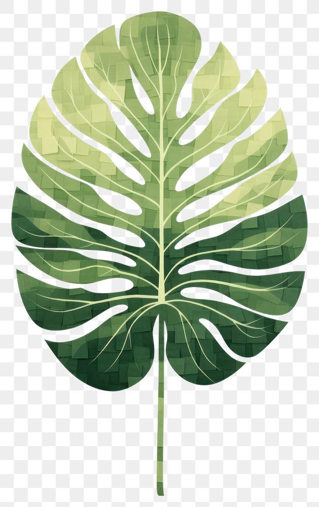 PNG  Monstera leaf plant white background xanthosoma. AI generated Image by rawpixel.
