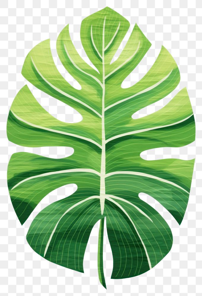 PNG  Monstera leaf plant white background xanthosoma. AI generated Image by rawpixel.