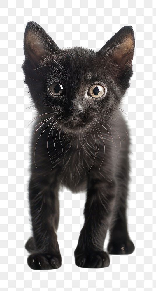PNG Black kitten animal mammal cat