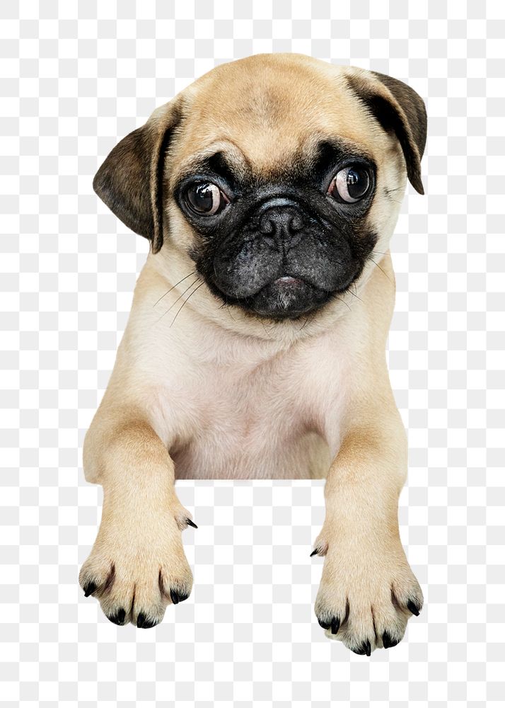 Pug puppy png sticker, pet image on transparent background