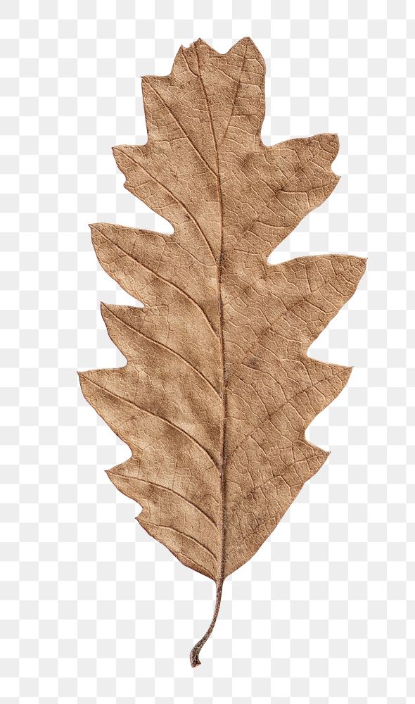 Dry leaf png sticker, transparent background