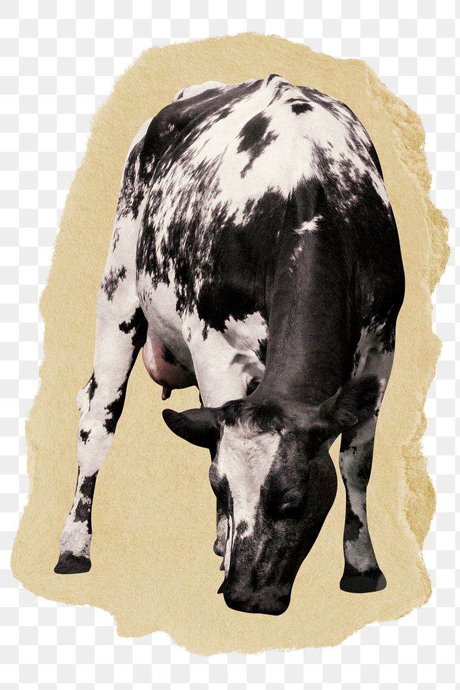 Cow, bull png animal sticker, ripped paper collage element, transparent background
