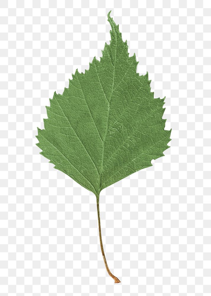 Green leaf png sticker, transparent background