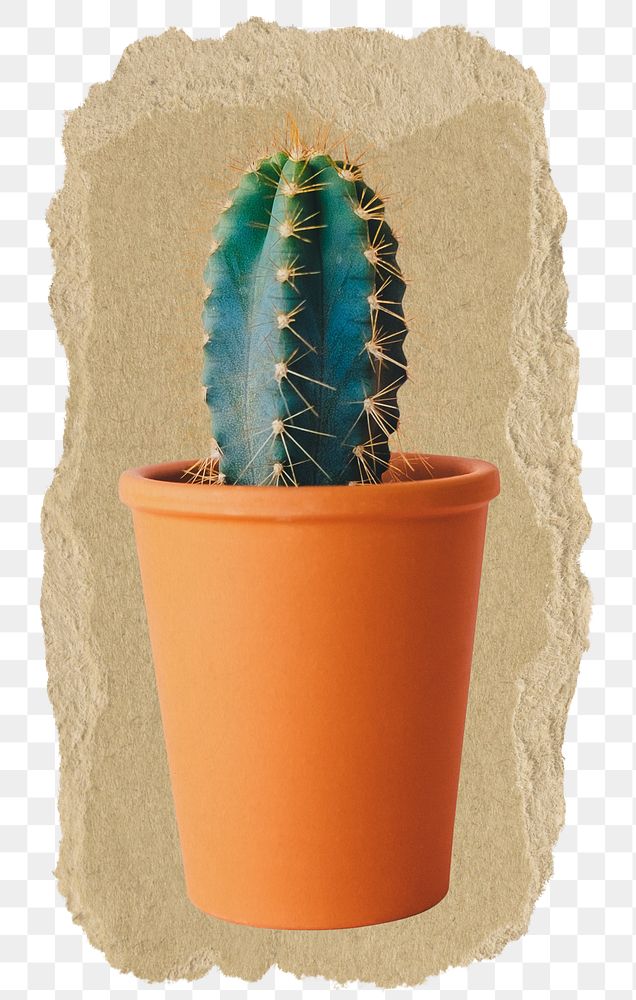 Potted cactus png sticker, ripped paper on transparent background 