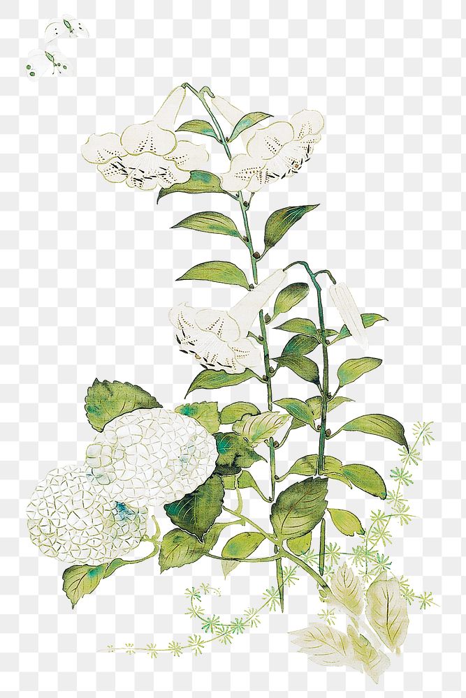 Japanese hydrangea png on transparent background.    Remastered by rawpixel. 