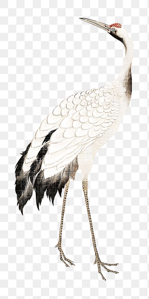 Japanese crane png on transparent background.    Remastered by rawpixel. 