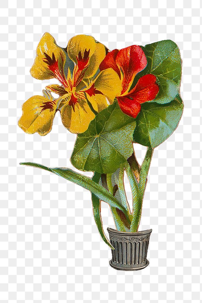 Nasturtium png yellow and red flower sticker, transparent background. Remastered by rawpixel.